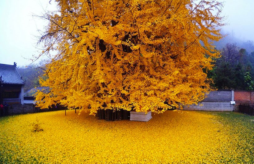 ⛩️ 스사노오 신사 (스사노오 진자) 이미지 8